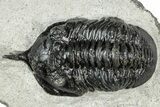 Bargain, Morocconites Trilobite Fossil - Ofaten, Morocco #311130-3